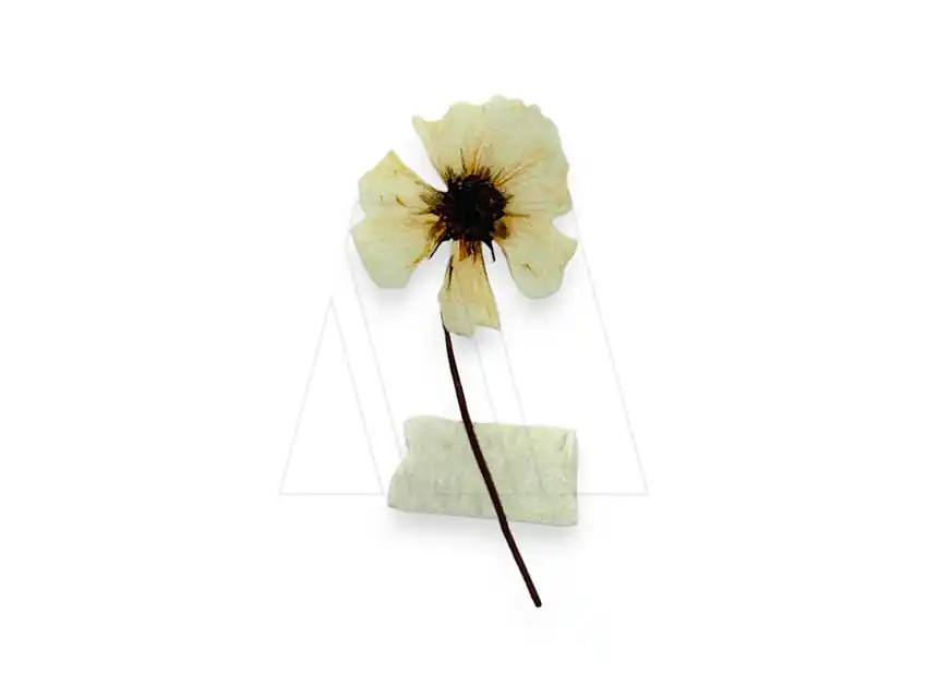 ESTAMPA DTF TERMOAD FLOR SECA 3CM X 6,5CM X 4UN 7200.28