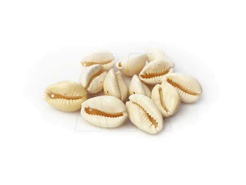 CARACOLES BUZIOS 70UN APROX X 125GRS 8950